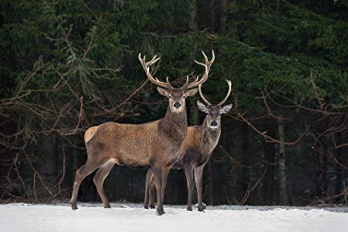HIRSCH Fototapete VLIES-400x260 cm (1400A)-Natur Landschaft Bäume Tiere Baum Winter Wald Wandtapete-Inkl. Kleister-Vliestapete Bild Dekoration Wand-Dekor Moderne Motiv-Tapete Panorama Poster XXL
