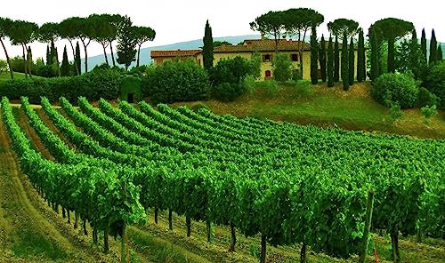 Jigsaw Puzzles For Adults 1000 Wine From Italy Province Of Tuscany 75 * 50Cm