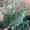 30 pcs eukalyptus samen winterhart, bäume kaufen, pflanze eukalyptus baum - Eucalyptus robusta - zimmerpflanzen samen, steingartenpflanzen winterhart bienenweide, alte sorten saatgut