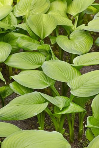 Funkie 'Stained Glass' im Topf Hosta plantaginea winterhart duftend