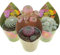 Set di 3 piante grasse vere da collezione in vasi diam. 6.5 cm- Sulcorebutia