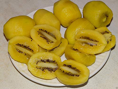 50 Seme Giallo Oro Kiwi VerySweet Flesh chinensis pelle liscia