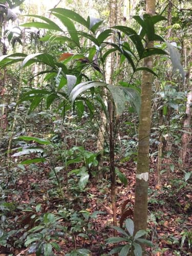10 Graines de Palmier tropical d’ombre rare et élégant - Geonoma interrupta - Arbre Tropical Jardin - 355
