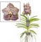 Plant in a Box - Vanda Ocelot Mocha - Tropische Orchidee - Schöne Farbmischung - Blühende Orchidee - Höhe 55-65cm