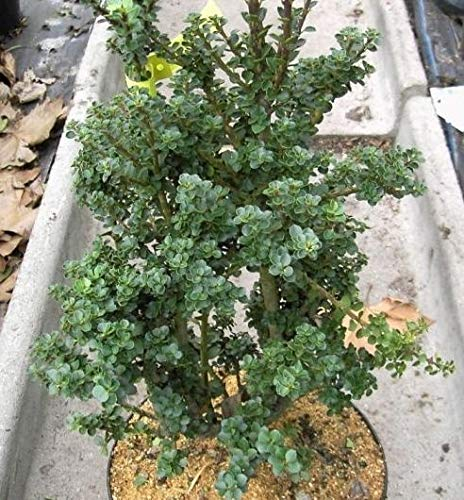 Ilex crenata Mariesii - Bonsai-Ilex - Zwergstechpalme Mariesii - Berg-Ilex - Preis nach Größe 30-40 cm