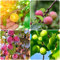 250 Stück pflaumenbaum winterhart samen Pflaumen pflaume - Seltene Pflanzen serie - mix saatgut geschenke für gartenliebhaber bonsai baum kleine geschenke garten geschenk