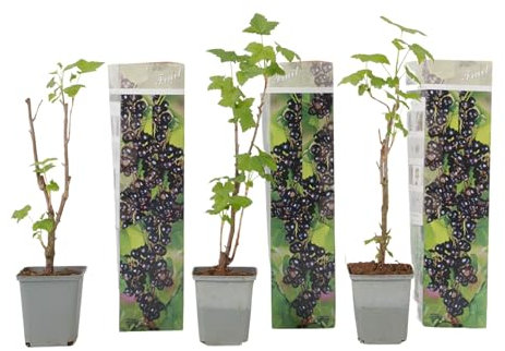 Plant in a Box - Ribes nero - 3 pezzi - Ribes Nigrum - Altezza 25-40cm - ⌀9cm