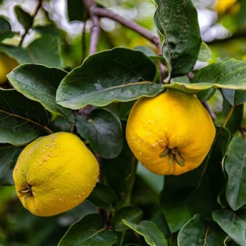 Quittenbaum, säulenobst Cydonia oblonga - balkonpflanzen sträucher winterhart obstsamen balkon exotische obstbäume 300Samen
