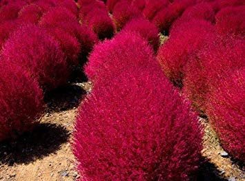 seedsown 100X Kochia Buisson Ardent Graines
