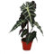 Exotenherz - Pfeilblatt - Alocasia sanderiana - Tropenwurz - Alokasie