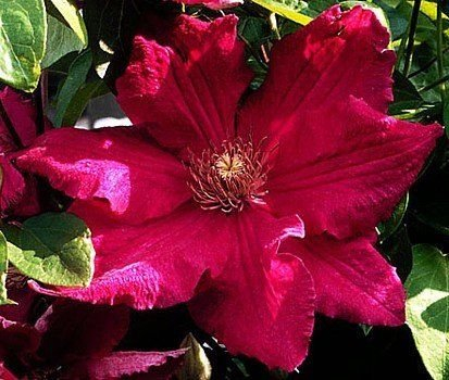 SEMI DI GERMINAZIONE: Ernest Markham Clematis-Rebe - Magenta-Rot - 2,5 Pot