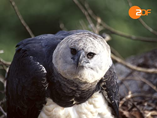 Auf der Spur der Harpyie