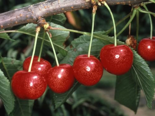 Frank P Matthews Cherry Tree 'Morello', 11.5L Container, Own Root Rootstock, Patio, Semi Vigorous Plus Planting Kit