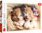 Trefl 916 37271 Schlafende Katzen EA 500 Teile, Premium Quality, für Erwachsene und Kinder ab 10 Jahren 500pcs Sleeping Kittens, Multicolor, Farbig