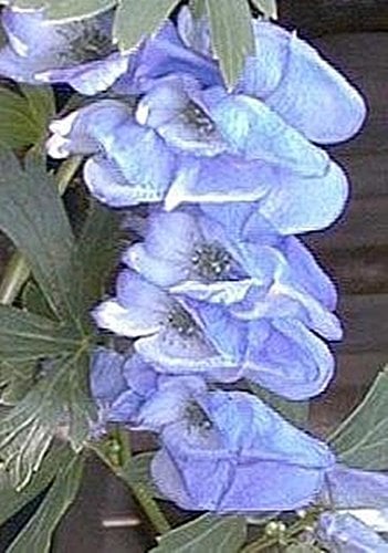 Ponak New Fresh 20 Stück Blauer Eisenhut Blumensamen