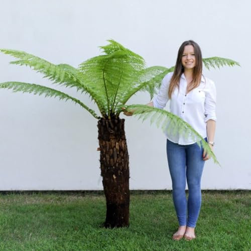 RHS AGM Dicksonia Antarctica - Australian Tree Fern - Stunning Perennial with Long Fronds - Hardy & Award-Winning - Exotic Plant Easy to Grow - 2X 2 Litre Potted Plant by Thompson and Morgan