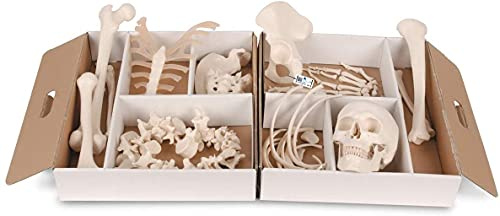 3B Scientific Menschliche Anatomie - Halbes Skelett, unmontiert + kostenlose Anatomie App - 3B Smart Anatomy, A04