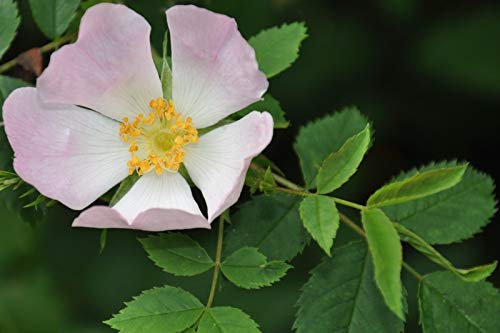 20 Semi rosa canina, semi rosa canina.