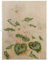 Bilderwelten Holzbild - Anna Maria Sibylla Merian - Weiße Veilchen 80 x 60cm