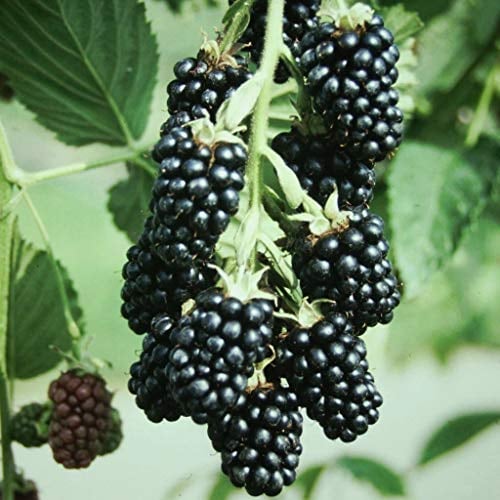 Brombeere Loch Ness® stachellos robust süß aromatisch ca. 60-100 cm hoch, im 2-3 Liter Topf