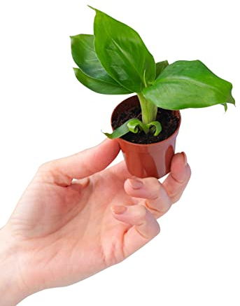 Baby Musa Dwarf Cavendish Banana Tree (Plant)