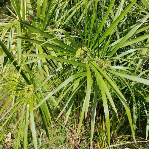 200 pcs zyperngras samen - Cyperus alternifolius - balkonpflanzen, alte sorten saatgut zyperngras zimmerpflanze gartengeschenke, blumen garten wildblumensamen, balkon winterharte pflanzen,