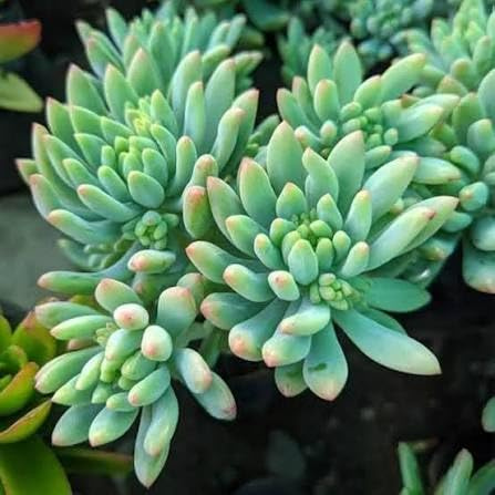 2 esquejes- sedum pachyphyllum (deditos) *suculenta
