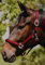 Eldorado Nylonhalfter Lea - rot - Kaltblut
