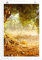 Eau Zone Home Bild - Naturbilder – Alter großer Olivenbaum- Poster Fotodruck in höchster Qualität