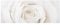 Bilderwelten Top Blumen Glasbilder Wandbild Foto Kunstdruck 30 x 80 cm, Pretty White Rose