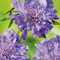 Scabiose 'Butterfly Blue' (Scabiosa columbaria) - 1 Pflanze