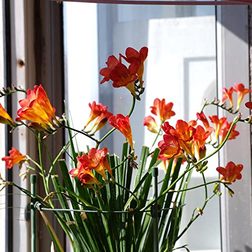 Freesien Zwiebeln Kaufen Gartenblumen Bodendecker Blumenzwiebeln MehrjäHrig Winterhart Stauden Deko Blumen Winterlinge Zwiebeln Exotische Pflanzen Winterharte KüBelpflanzen 3 Freesien Blumenzwiebel