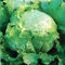 Laitue icebergSamba - feuilles vert pâle - graines