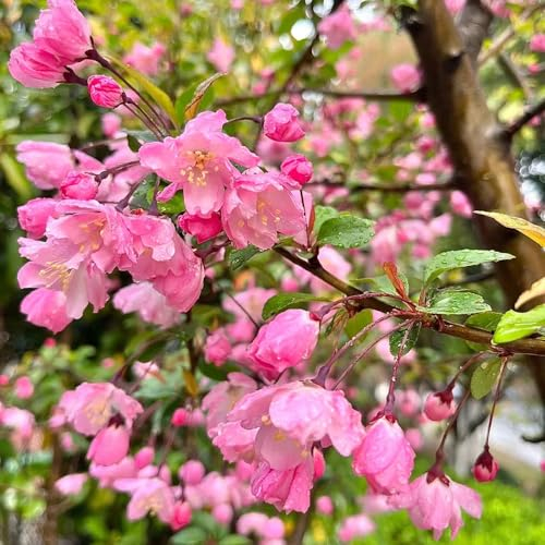 10 pcs begonien winterhart samen bio saatgut blumenwiese wiesenblumen samen garten geschenk bienenweide saatgut pflanztopf dekopflanzen garden topfpflanzen winterharte kübelpflanzen