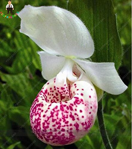 100pcs 20 Arten von Orchideen-Samen Staudenblumentopfpflanzen Samen Zier Bansai Für Balkon & Garten Pflanze DIY Hausgarten Schwarz