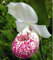 100pcs 20 Arten von Orchideen-Samen Staudenblumentopfpflanzen Samen Zier Bansai Für Balkon & Garten Pflanze DIY Hausgarten Schwarz