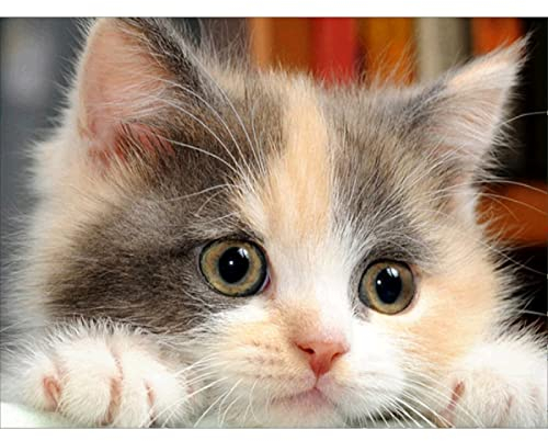 Kit de Pintura de Diamantes 5D para Manualidades,Animales en Punto de Cruz,DIY 5d Diamond Painting Gatos ,Cuadros Decoracion salondiseño de Gato, 40 x 30 cm