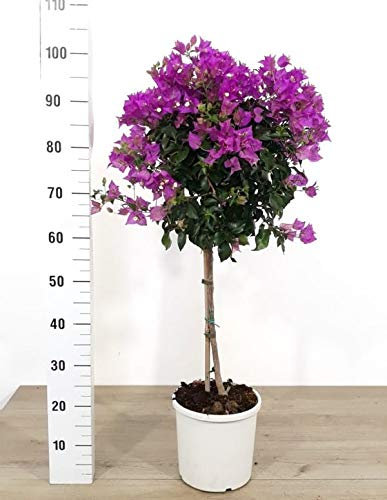 POWERS TO FLOWERS - BOUNGAVILLEA ALBERELLO VASO 20CM, pianta vera