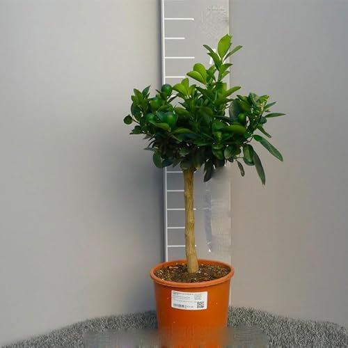 SAVINI VIVAI Kumquat-Pflanze, chinesischer Mandarin-Zitrusbaum, Clemenquat Fortunella Obovata, im 20 cm Topf, Höhe 70 cm, 2–3 Jahre Veredelung, hergestellt in Italien