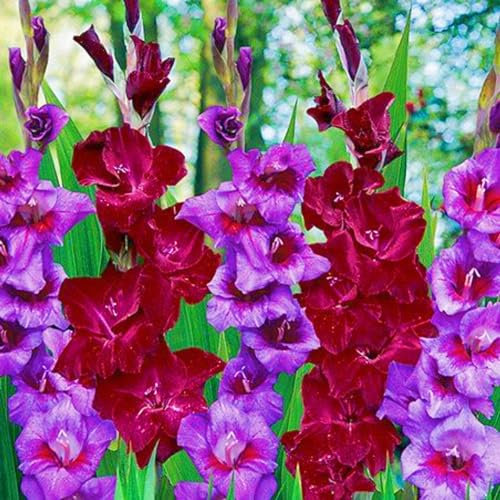 Bulbo De Gladiolo-Gladiolos En Maceta,Gladiolos Bulbos,Gladiolus Tristis,Planta De Gladiolos,Plantar En Macetas,Decoracion De Jardin-3Bulbos-c