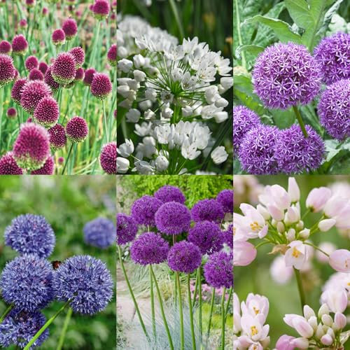 Carbeth Plants - Allium 100 Spring Bulb Collection - Mixed Spring Summer Flowering Perennial Bulbs - UK Hardy Low Maintenance Pollinator Friendly - Grow in Beds, Borders and Patio Pots