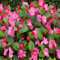 70 graines de fleurs de bégonia fraîches