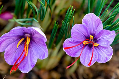Safran-Krokuszwiebeln zum Anpflanzen - Crocus Sativus Blumenzwiebeln (15 Zwiebeln)