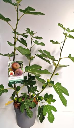 Plantenwelt Wiesmoor Feige Firoma, 60–80 cm hoch, 5 L Topf | Selbstfruchtende Feige mit rotbraunen bis violetten Früchten; zweite Ernte bei günstiger Witterung möglich; sommergrün