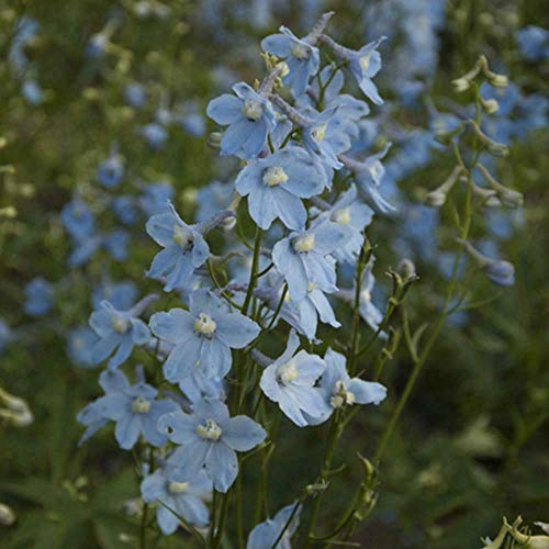 Delphinium Clivedon Beauty Approx. 50 Seeds Hardy Perennial