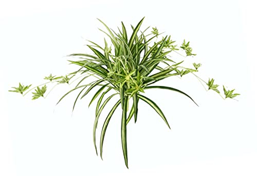 Künstliche Zimmerpflanze Grünlilie Chlorophytum Comosum Wasserlilie Spinnenpflanze Spinnenlilie Hängepflanze Kunstpflanze Hängend Plastikpflanze Unechte Hochzeit Deko Seidenpflanze Seidenblume