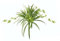Künstliche Zimmerpflanze Grünlilie Chlorophytum Comosum Wasserlilie Spinnenpflanze Spinnenlilie Hängepflanze Kunstpflanze Hängend Plastikpflanze Unechte Hochzeit Deko Seidenpflanze Seidenblume