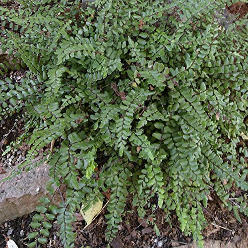 Blumixx Stauden Asplenium trichomanes gen. - Braunstieliger Streifen-Farn