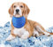 Comfpet Kühlende Halstuch für Hund, Kühlende Hundehalsbänder kühlhalsband für Hunde, Kühlendes Hundehalsband, Kühlendes Halstuch für Hunde Sommer, L