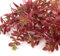 K2AQUA 10 x Loose Rotala Macrandra Mini Red Live Aquarium Plant Easy to Grow Ideal for Aquascaping Tropical Freshwater Tanks